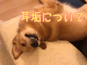 耳掃除って必要 ケアペッツ湘南 ペットシッター