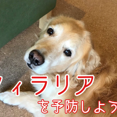 犬 Archives ページ 3 7 ペットシッター 藤沢 ケアペッツ Care Pets 湘南