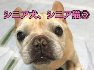 シニア犬 シニア猫 その3 ケアペッツ湘南店