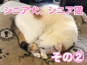 シニア犬シニア猫について〜２