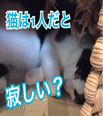 猫は1人だと寂しい！？ - ケアペッツ湘南 ペットシッター